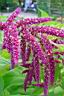 amaranthus caudatus 2.JPG